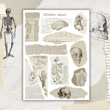 vintage anatomy torn paper sticker sheet