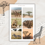 safari picture sticker sheet set